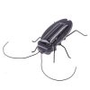 Solar Powered Vibrating Black Cockroach Bug